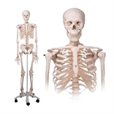 Cliquez sur l’image pour voir les détails du produit :Squelette Stan A10 sur pied métallique avec 5 roulettes