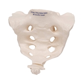 Cliquez sur l’image pour voir les détails du produit :Sacrum et Coccyx