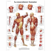 Cliquez sur l’image pour voir les détails du produit :Planche anatomique plastifiée de la musculature humaine