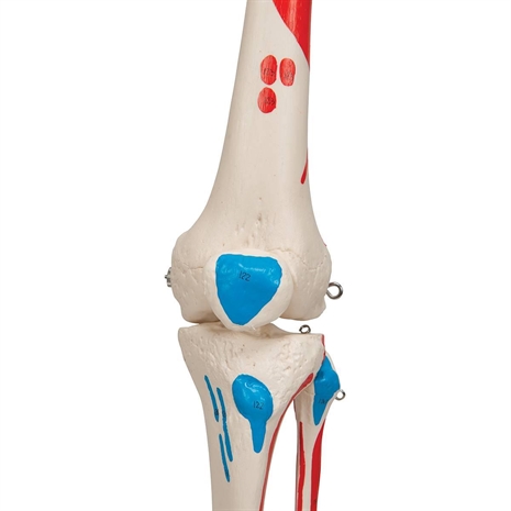 Cliquez pour agrandir