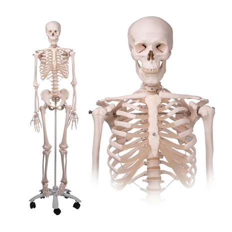 Cliquez pour agrandir